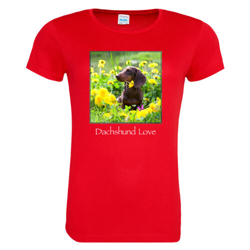 Dachshunds and Dandelions  Thumbnail